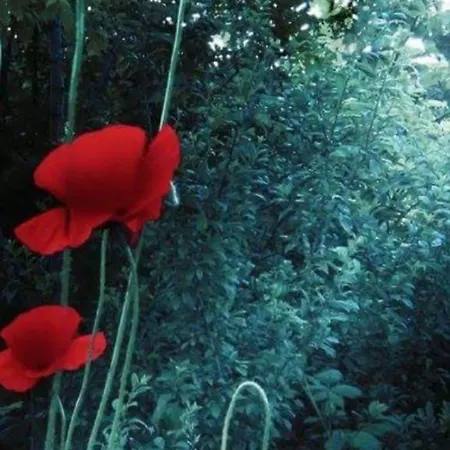 アパート Adamo Haz セゲド